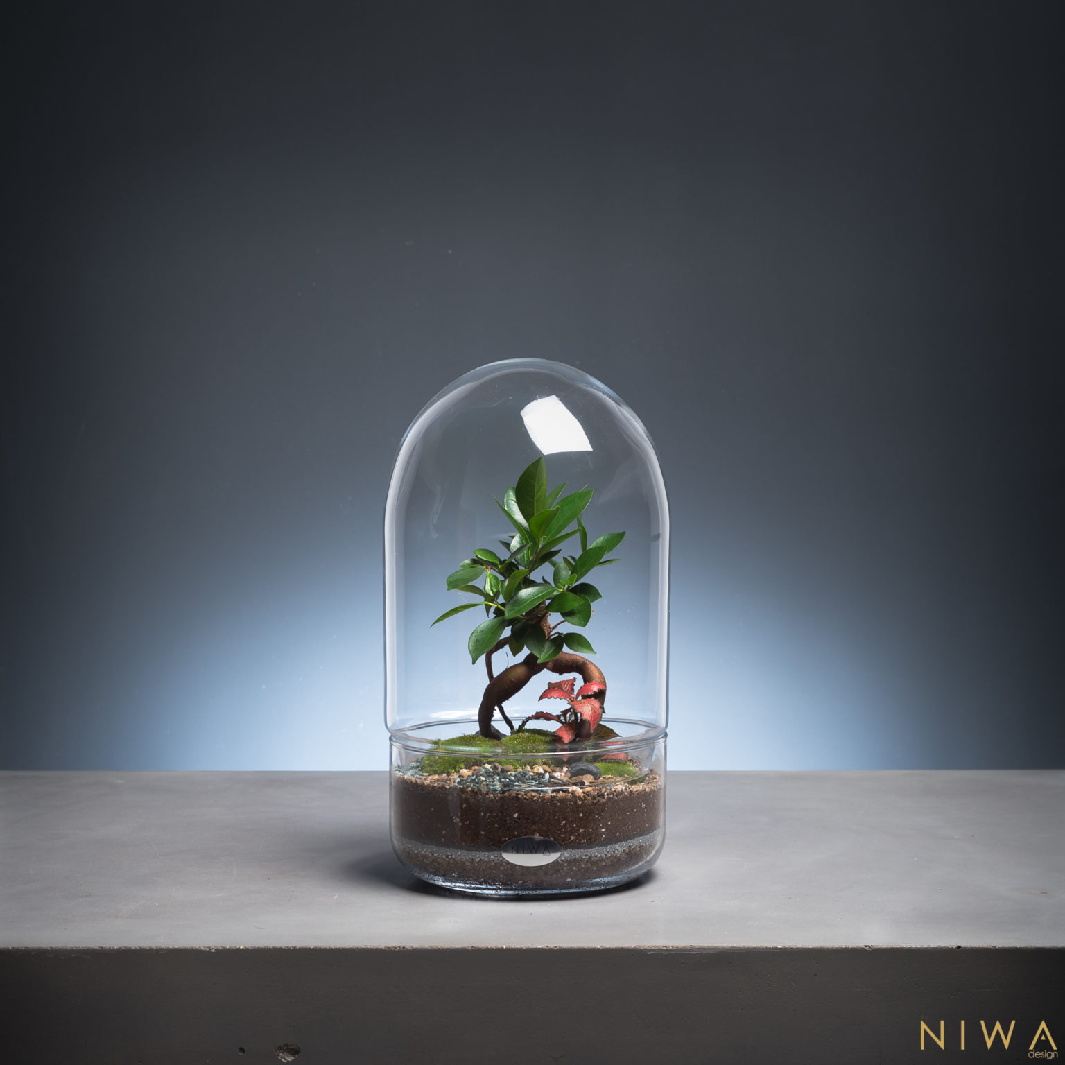 Niwa Design Terrarium végétal autonome