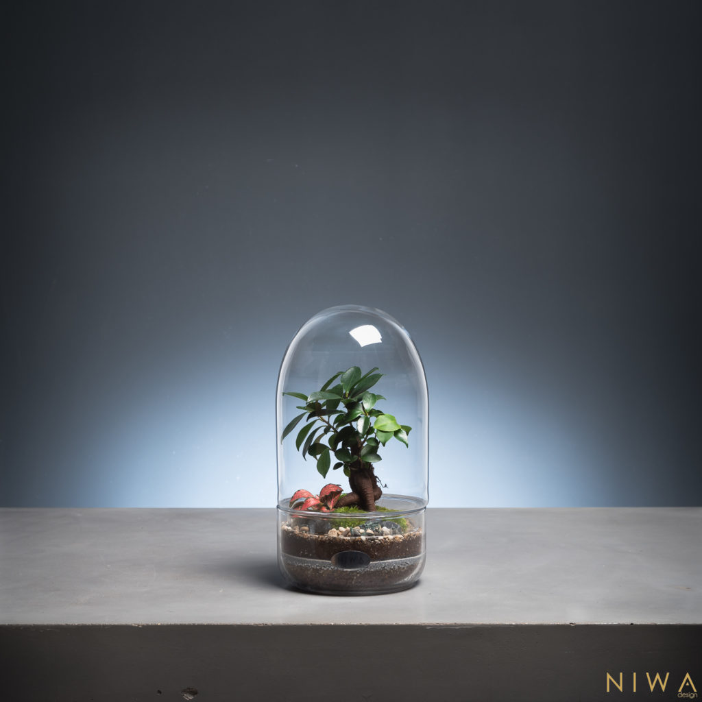 Niwa Design Terrarium végétal autonome