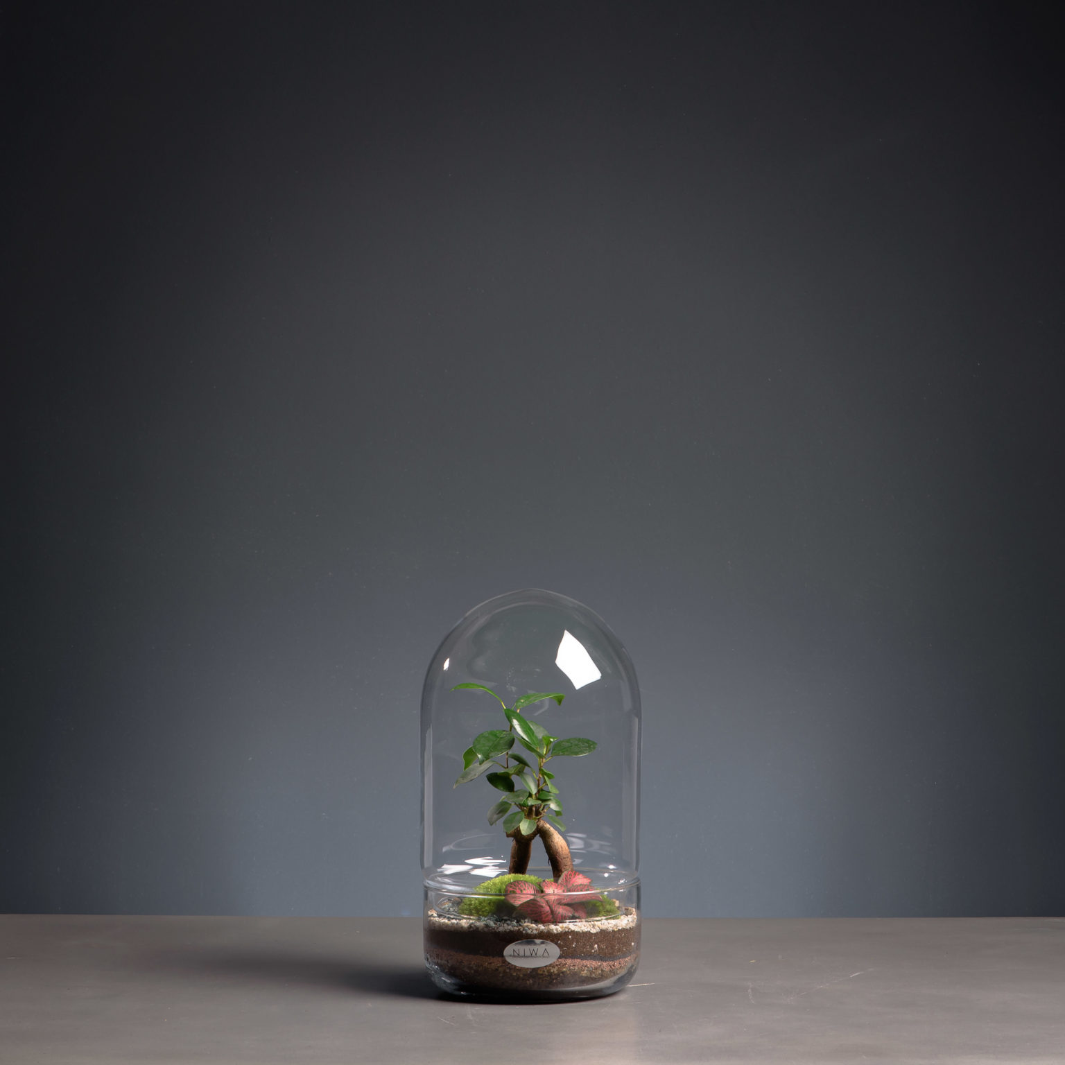Niwa Design Les Terrariums