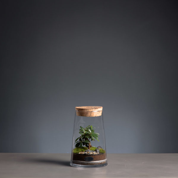 Terrarium Création végétale - Escapade Artisanale au vert dans le